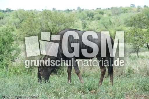 Gnus (21 von 22).jpg